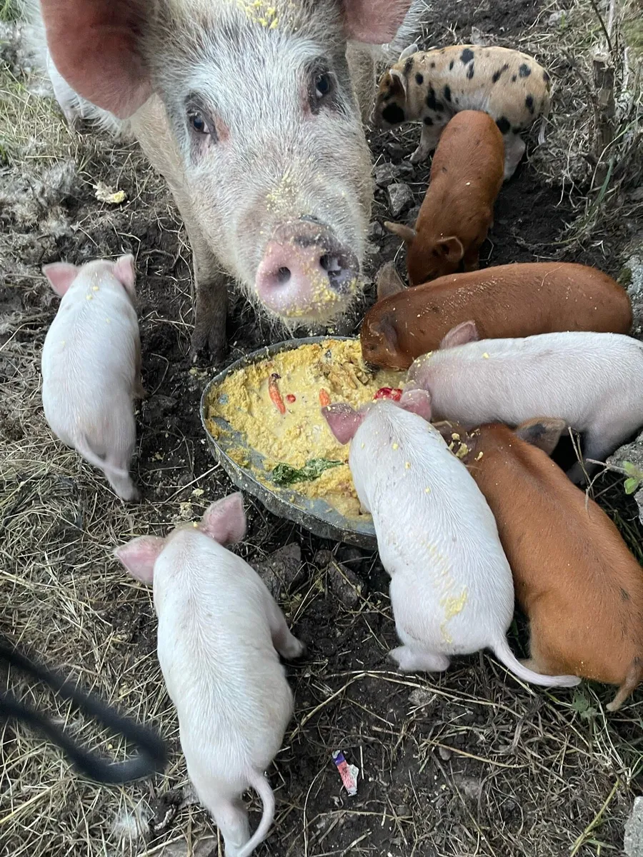 Piglets - Image 1