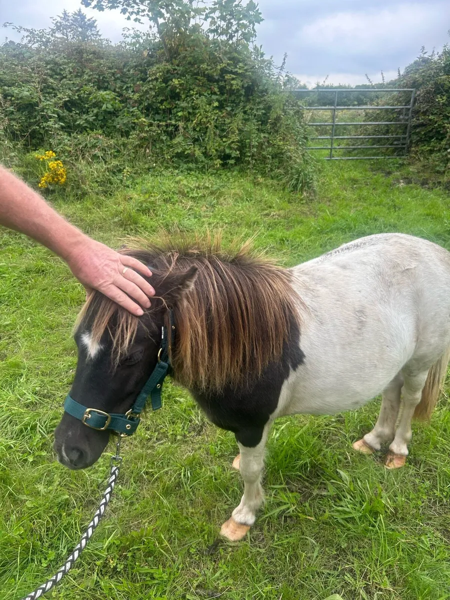 Ponies - Image 1