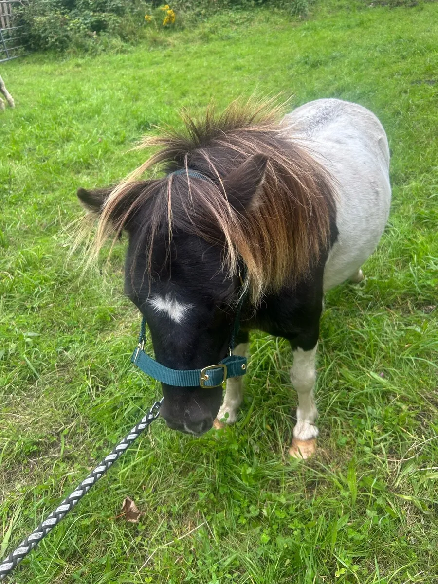 Ponies - Image 4