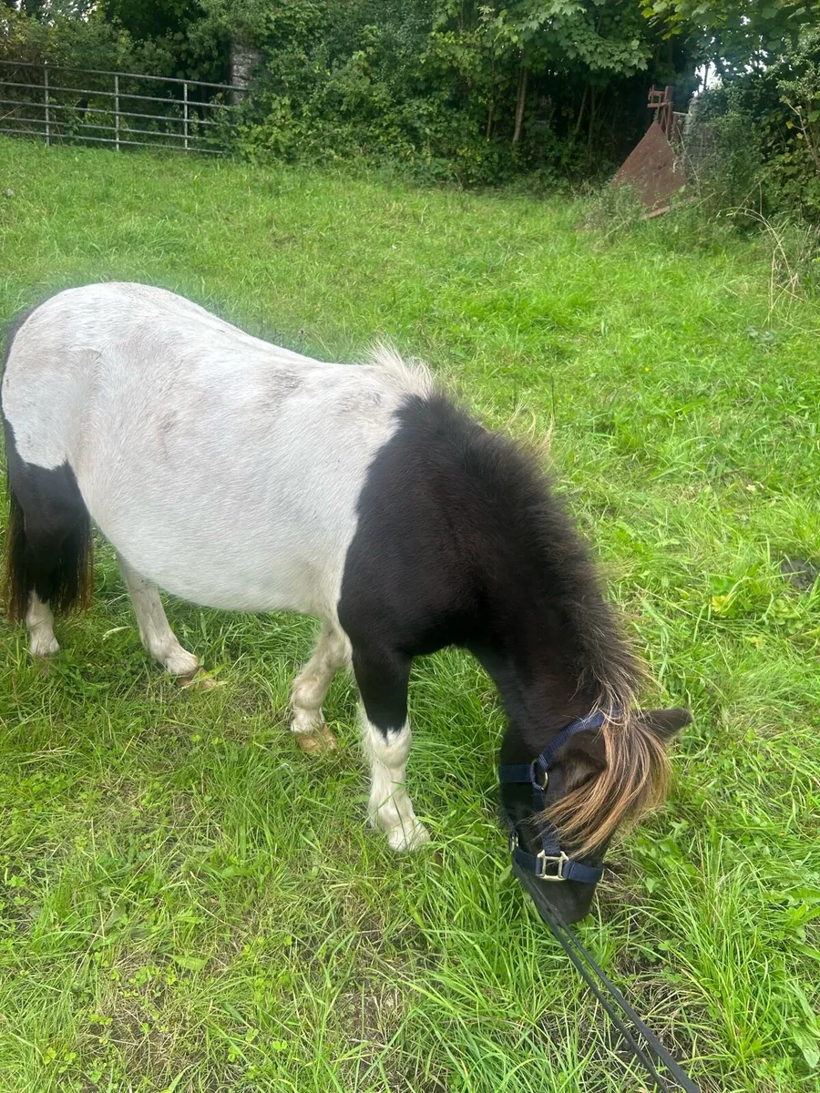 Ponies - Image 2