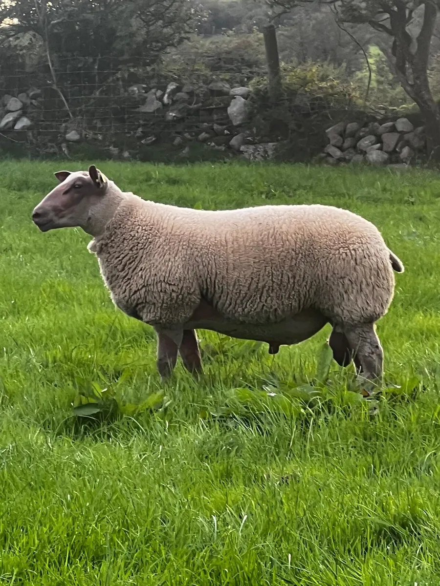 Pedigree Rouge ram lambd for sale. - Image 1