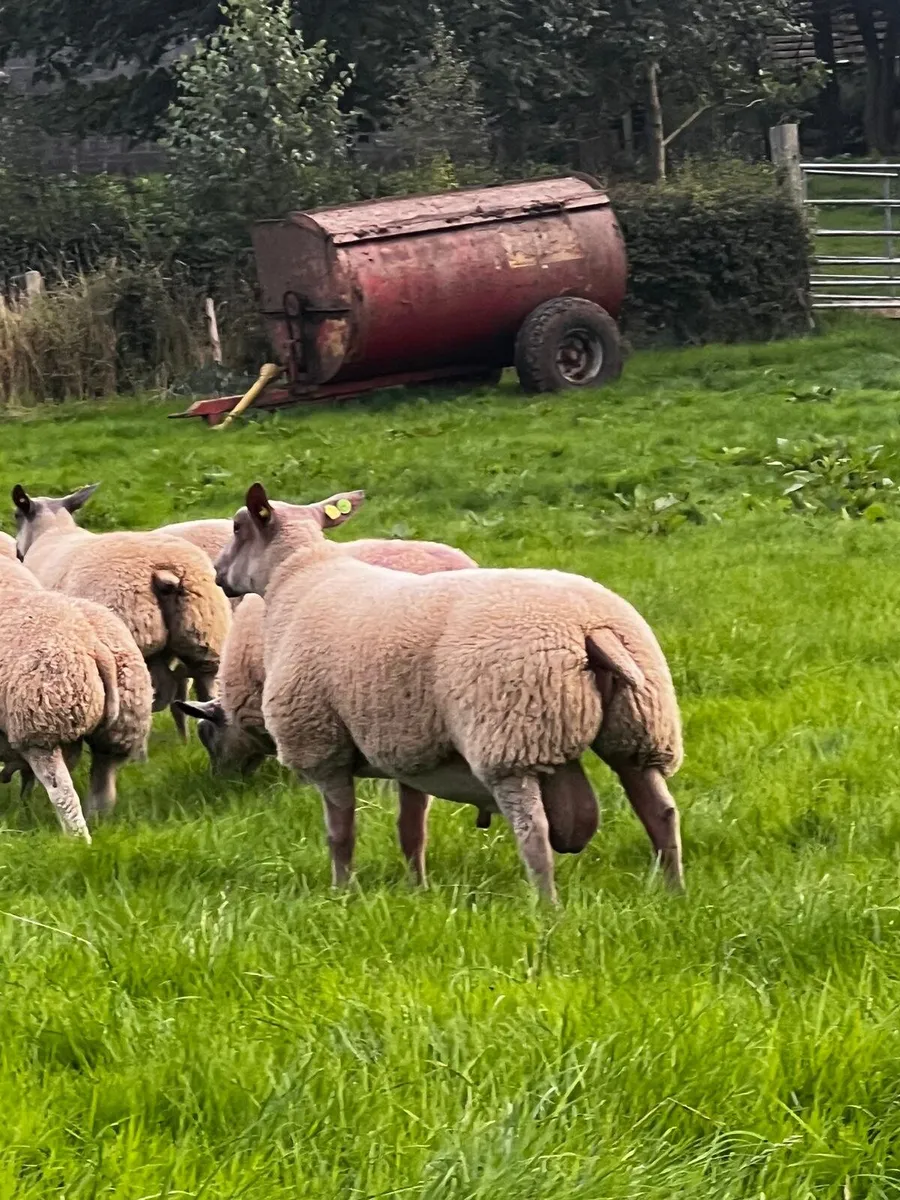 Pedigree Rouge ram lambd for sale. - Image 2