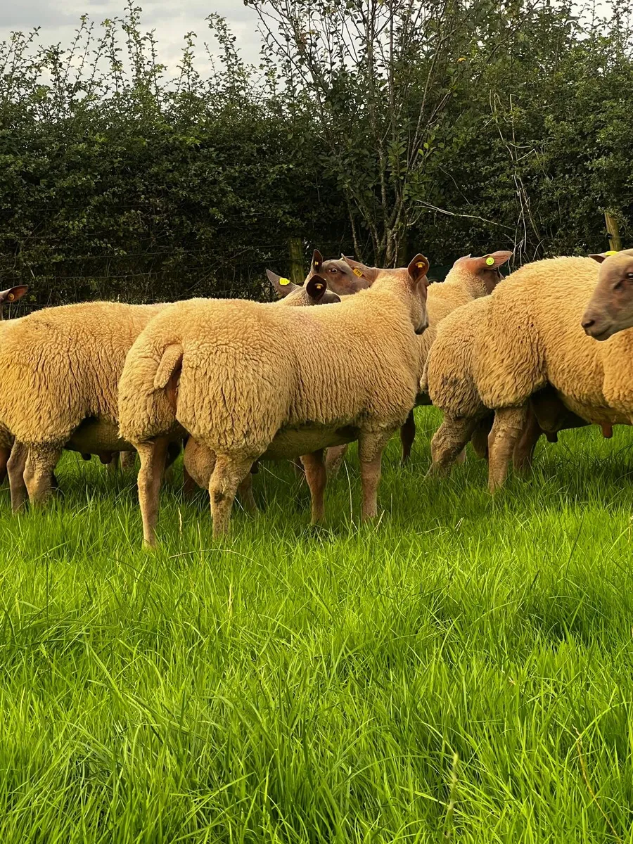 Pedigree Rouge ram lambd for sale. - Image 3