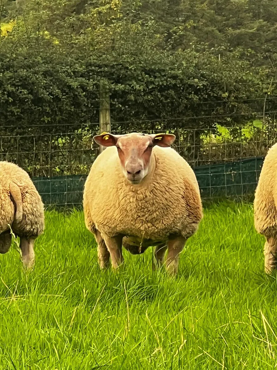 Pedigree Rouge ram lambd for sale. - Image 4