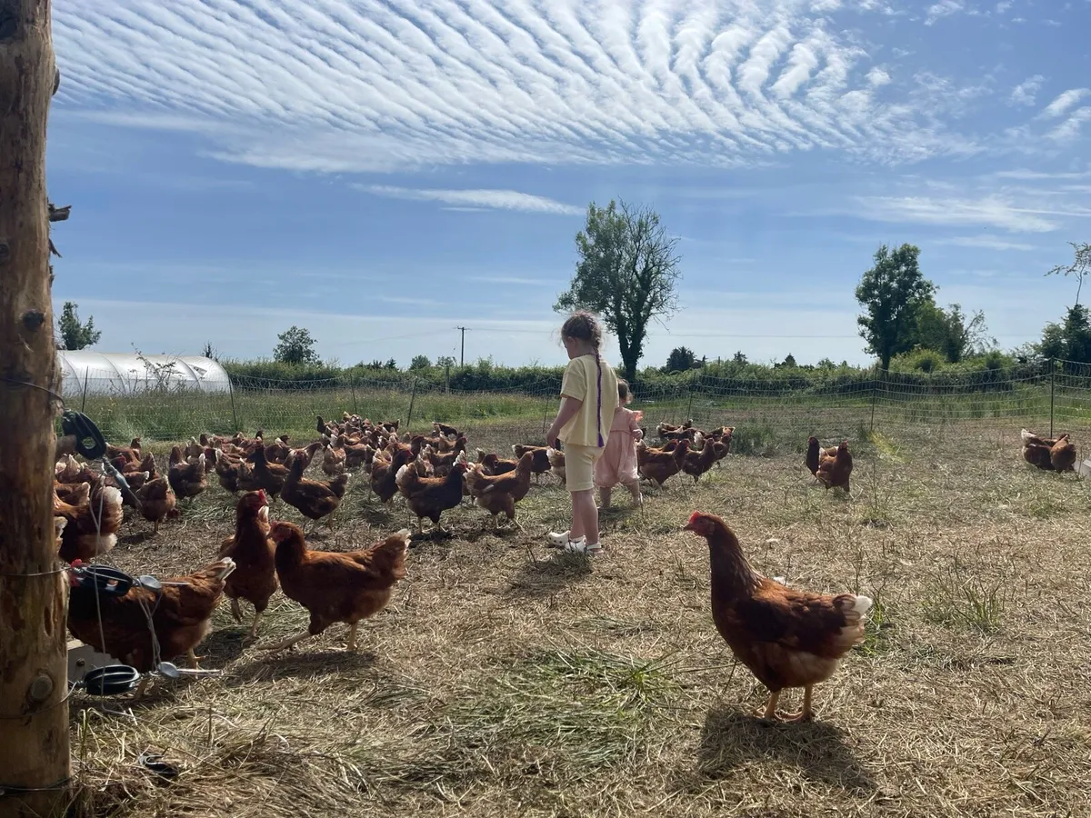 Laying hens - Image 1
