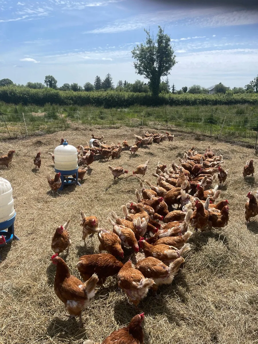 Laying hens - Image 2