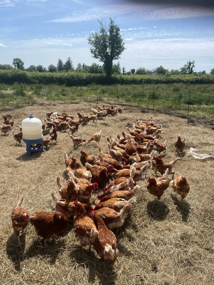 Laying hens - Image 3