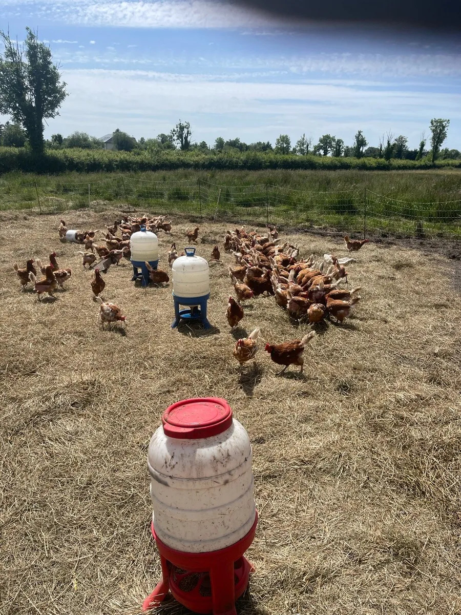 Laying hens - Image 4