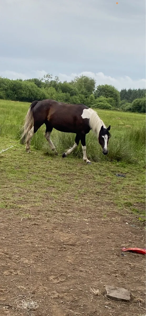 In foal mare - Image 3