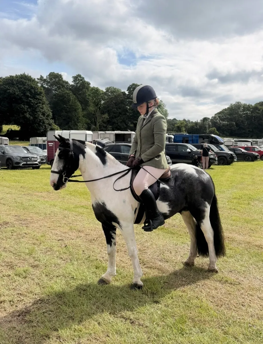 7 year old 12.2h cob pony - Image 1