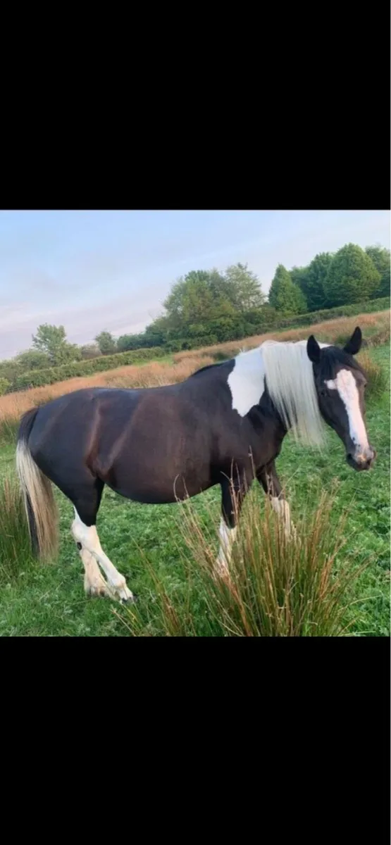 In foal mare - Image 1
