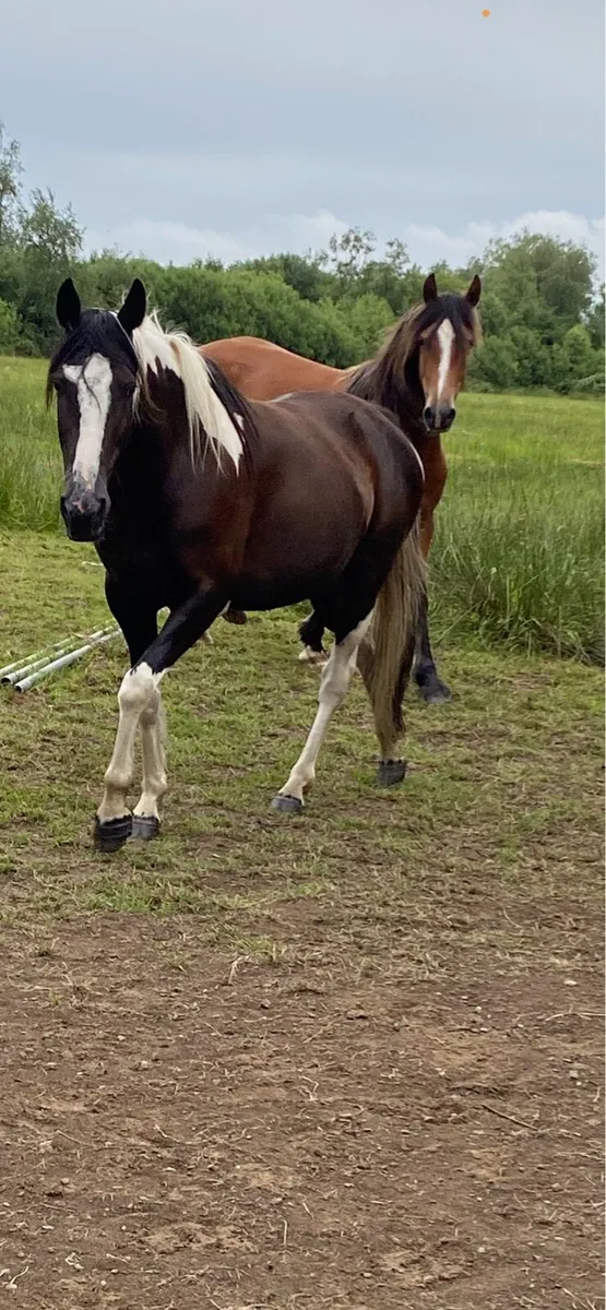 In foal mare - Image 2