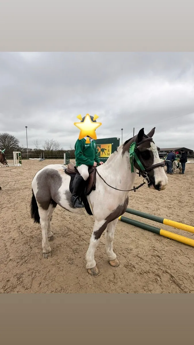 7 year old 12.2h cob pony - Image 2