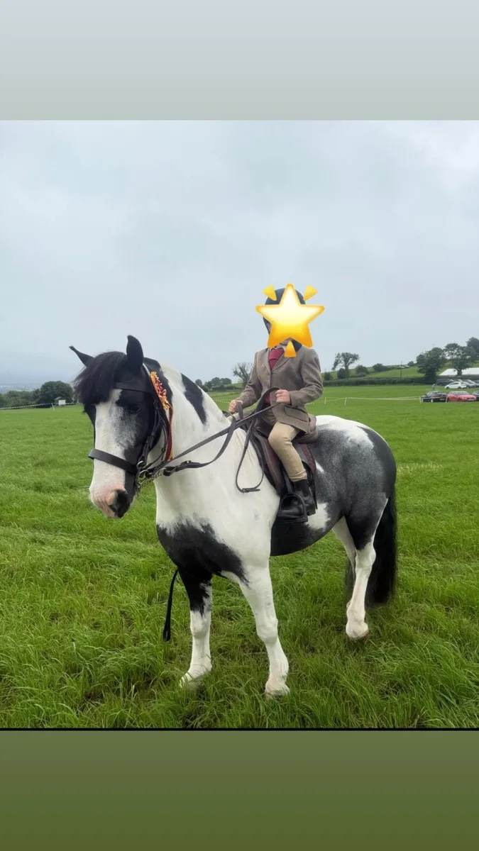 7 year old 12.2h cob pony - Image 3