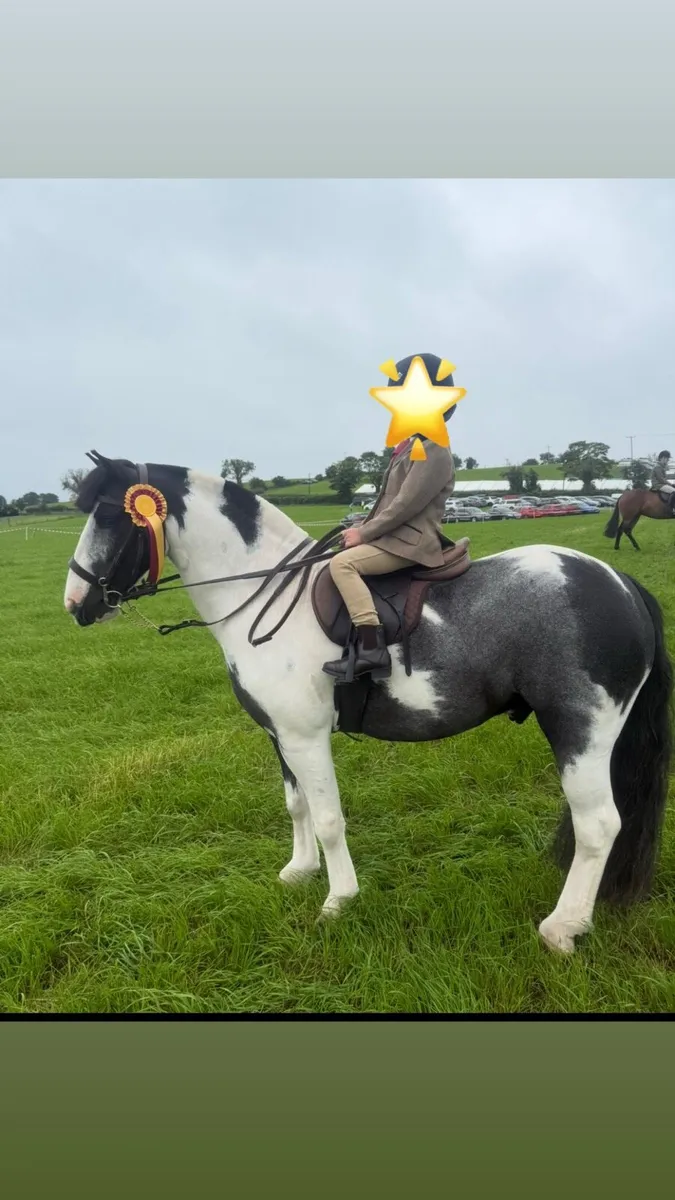 7 year old 12.2h cob pony - Image 4