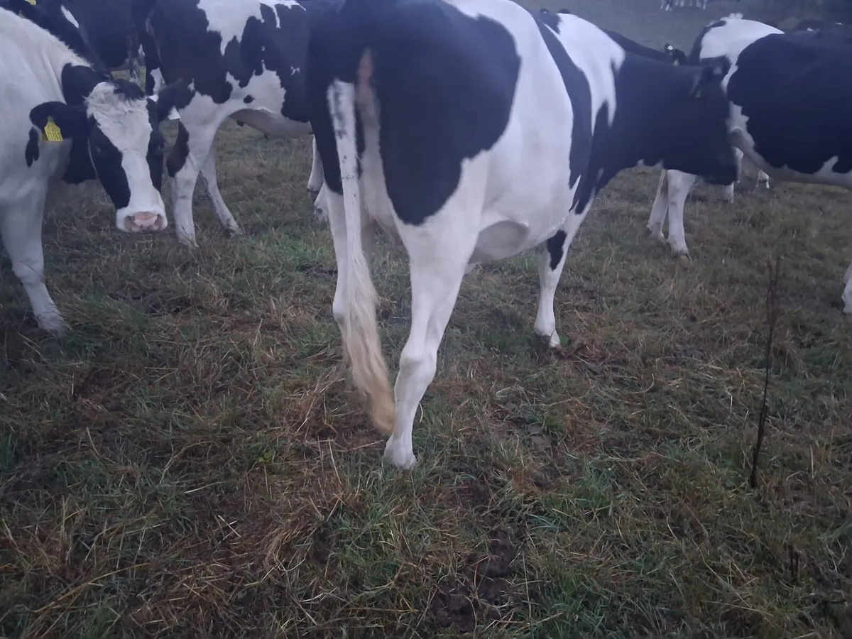 Heifers - Image 2