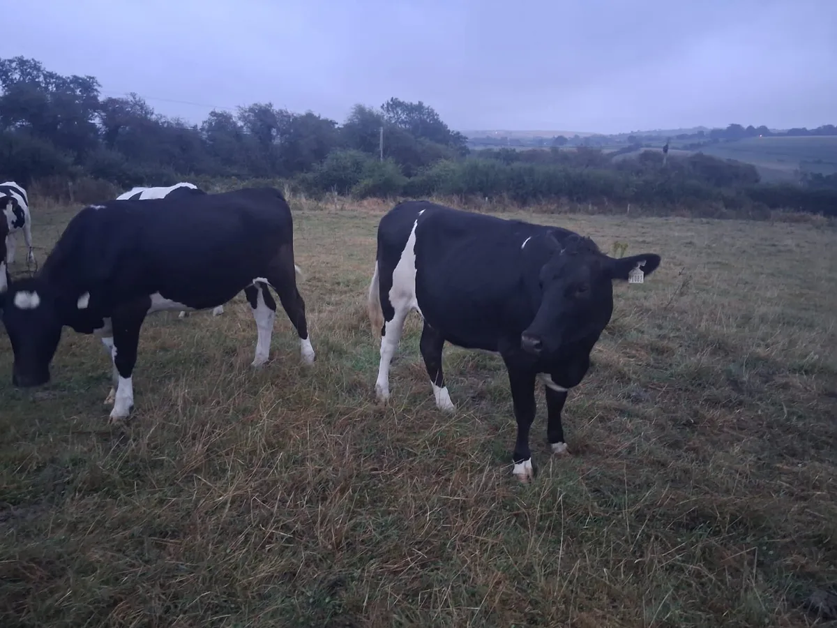 Heifers - Image 3