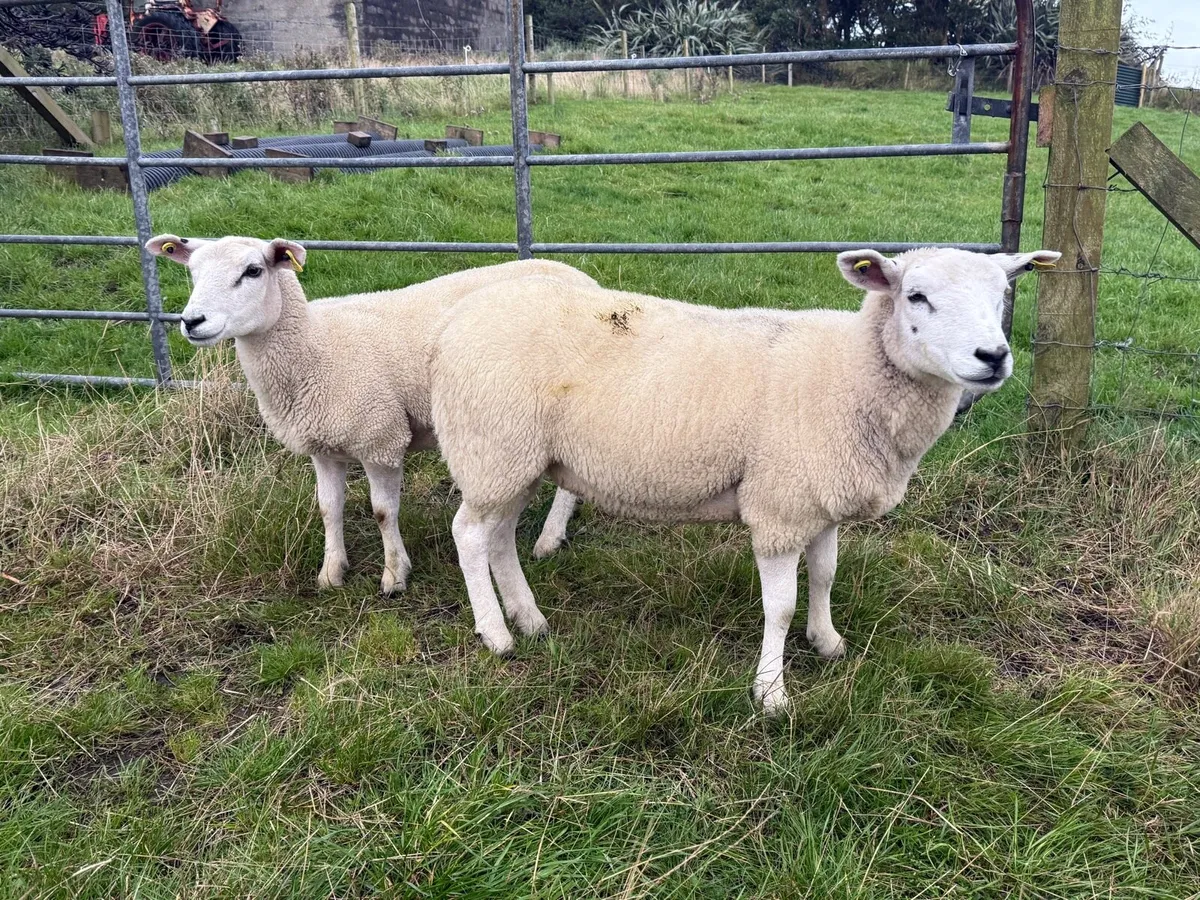 Texel X Hoggets - Image 3