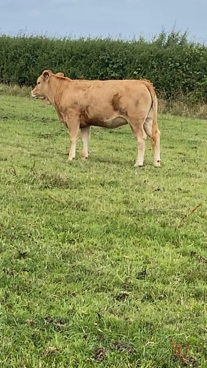 Organic blonde heifers - Image 2