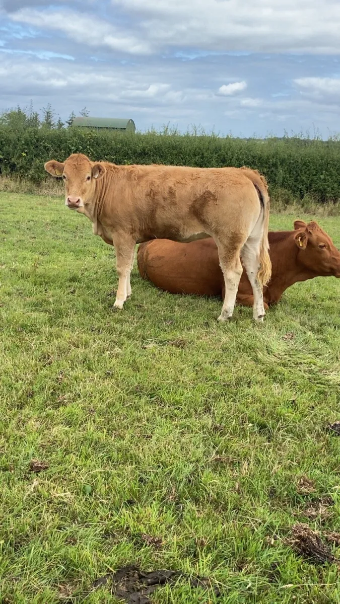 Organic blonde heifers - Image 3