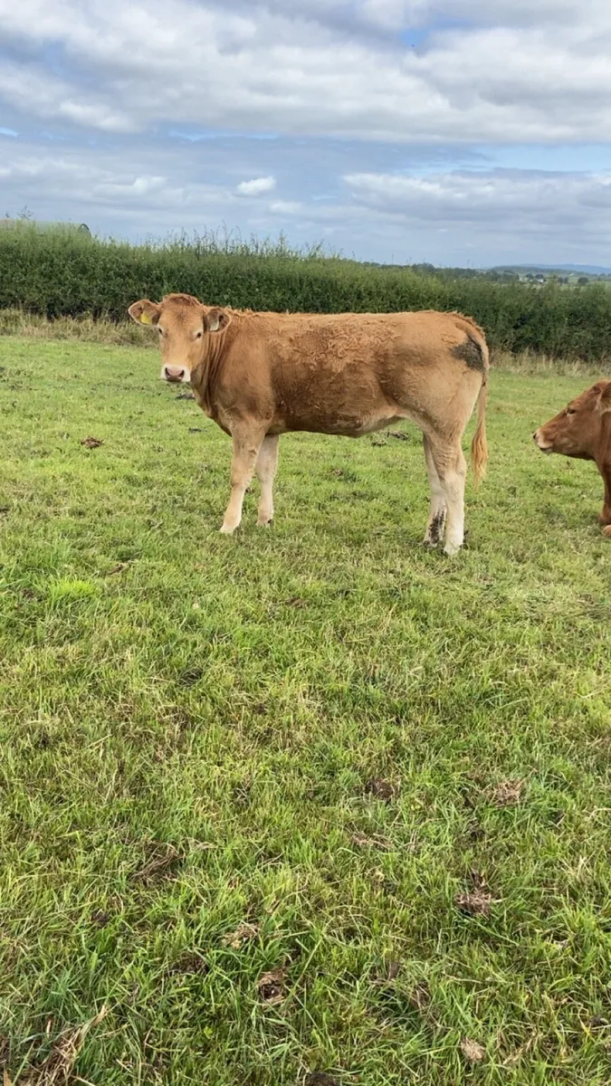 Organic blonde heifers - Image 4