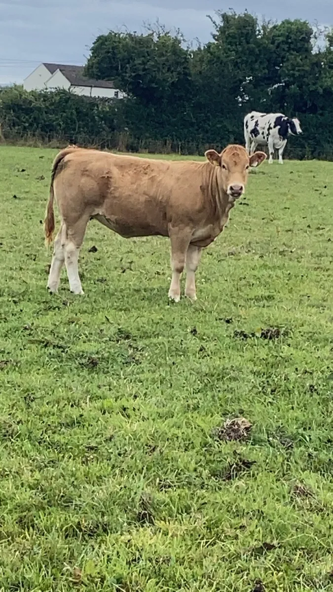 Organic blonde heifers - Image 1