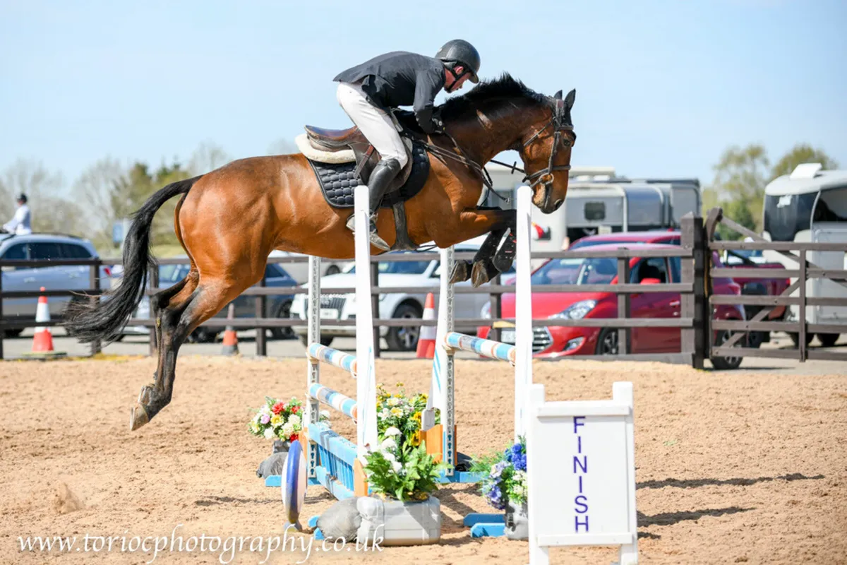 4 year old ISH Gelding - Image 1