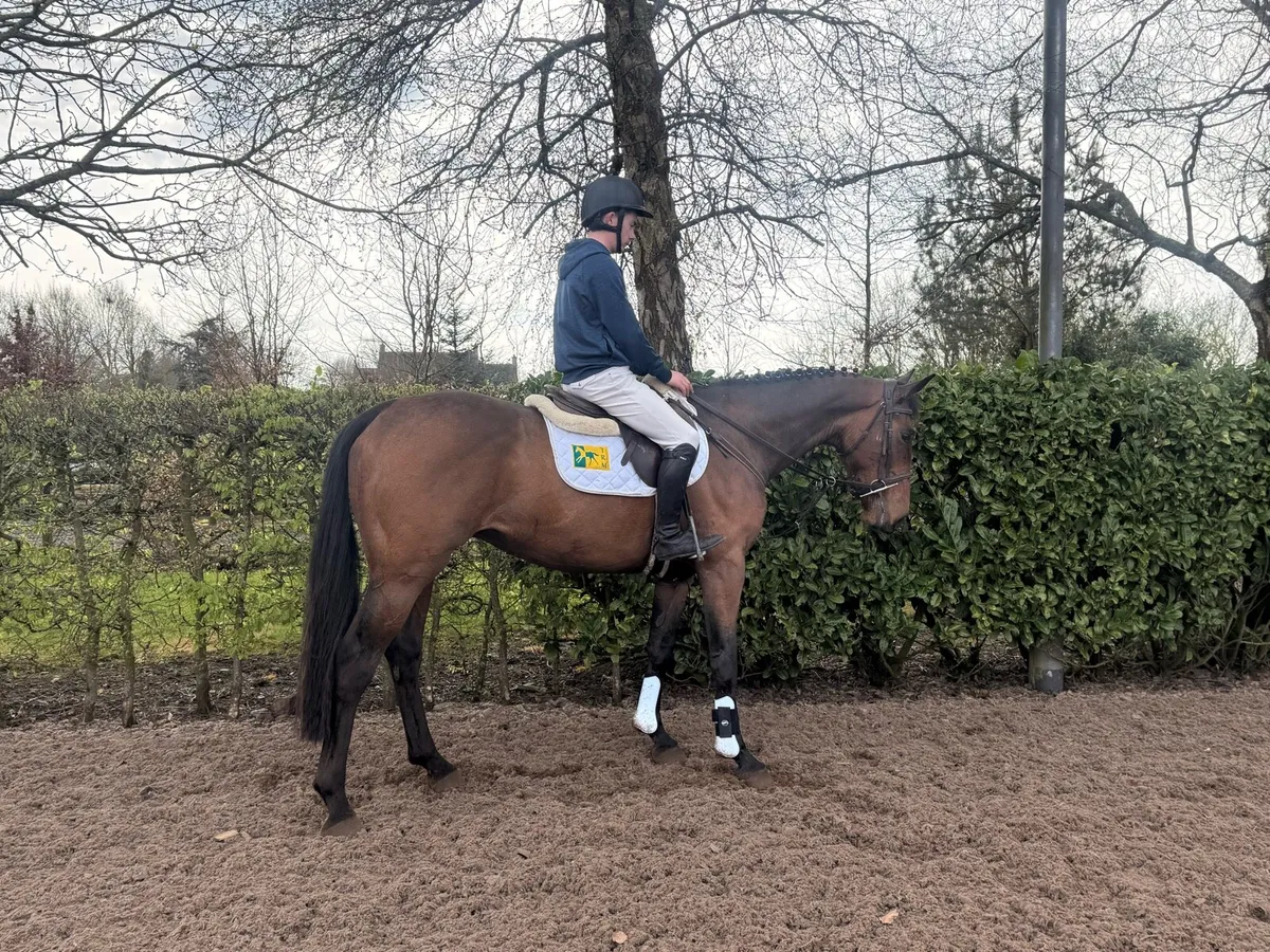 4 year old ISH Gelding - Image 2