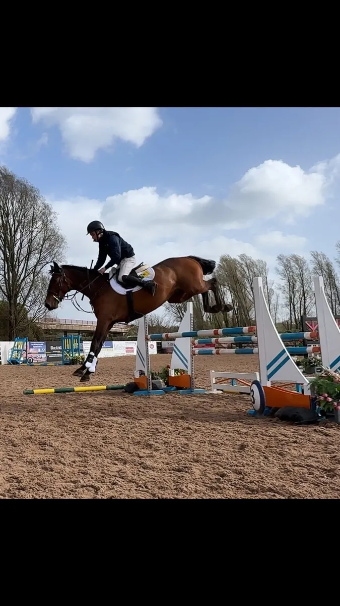 4 year old ISH Gelding - Image 3