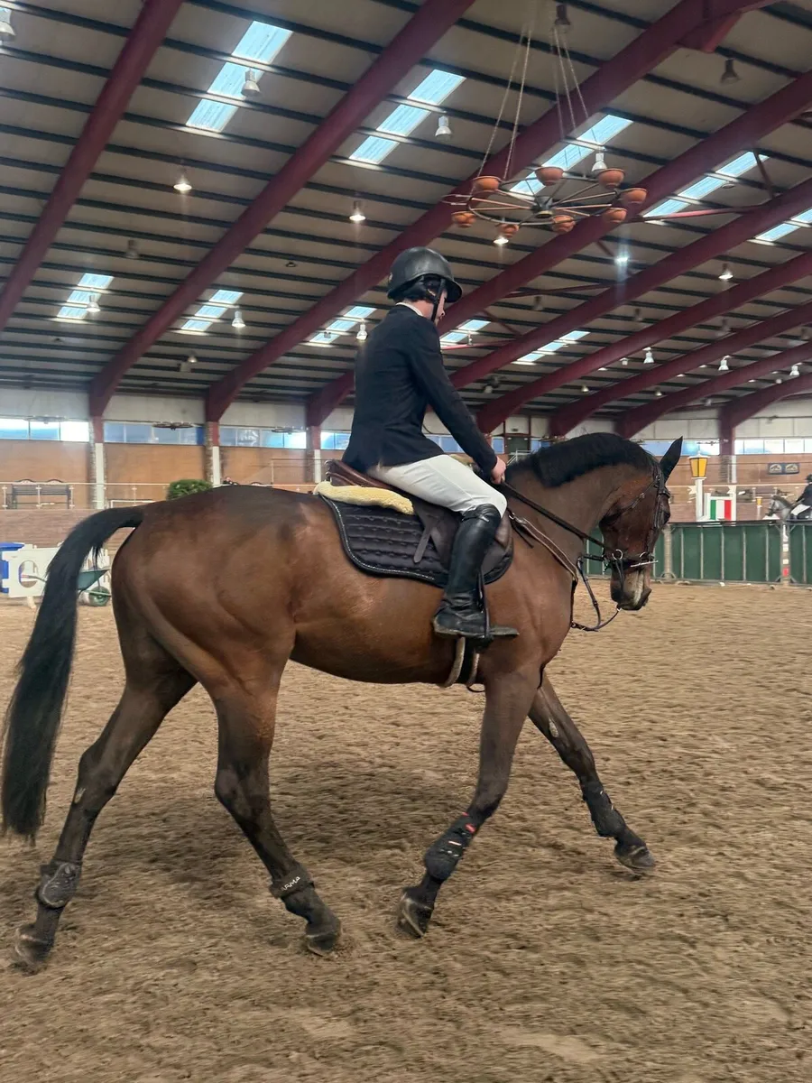 4 year old ISH Gelding - Image 4