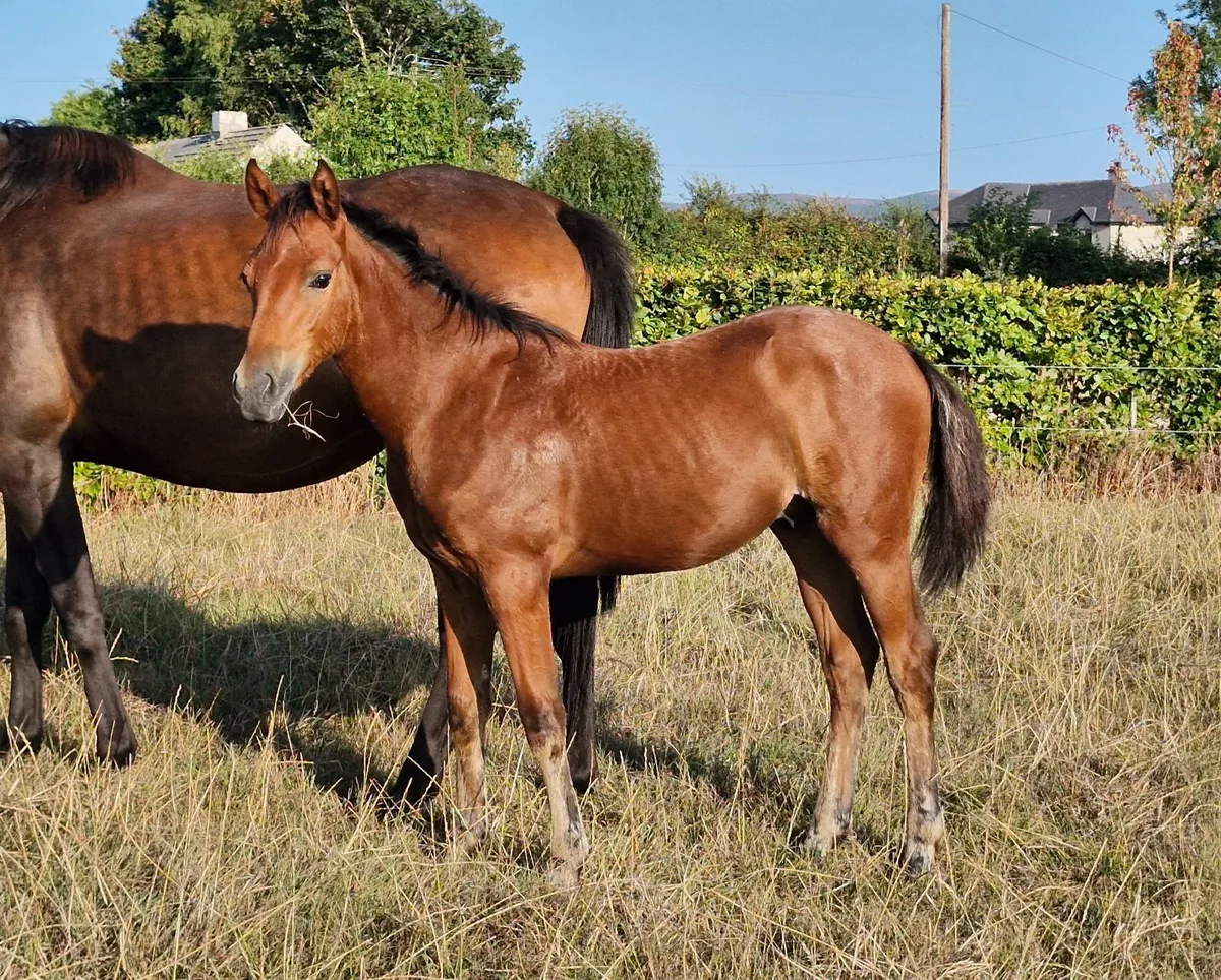 Bay colt foal - Image 3