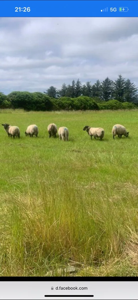 Glenamoy Sheep Fair