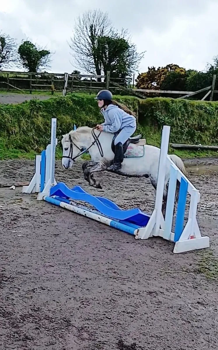 12 .2hh Pony 4 year old - Image 2