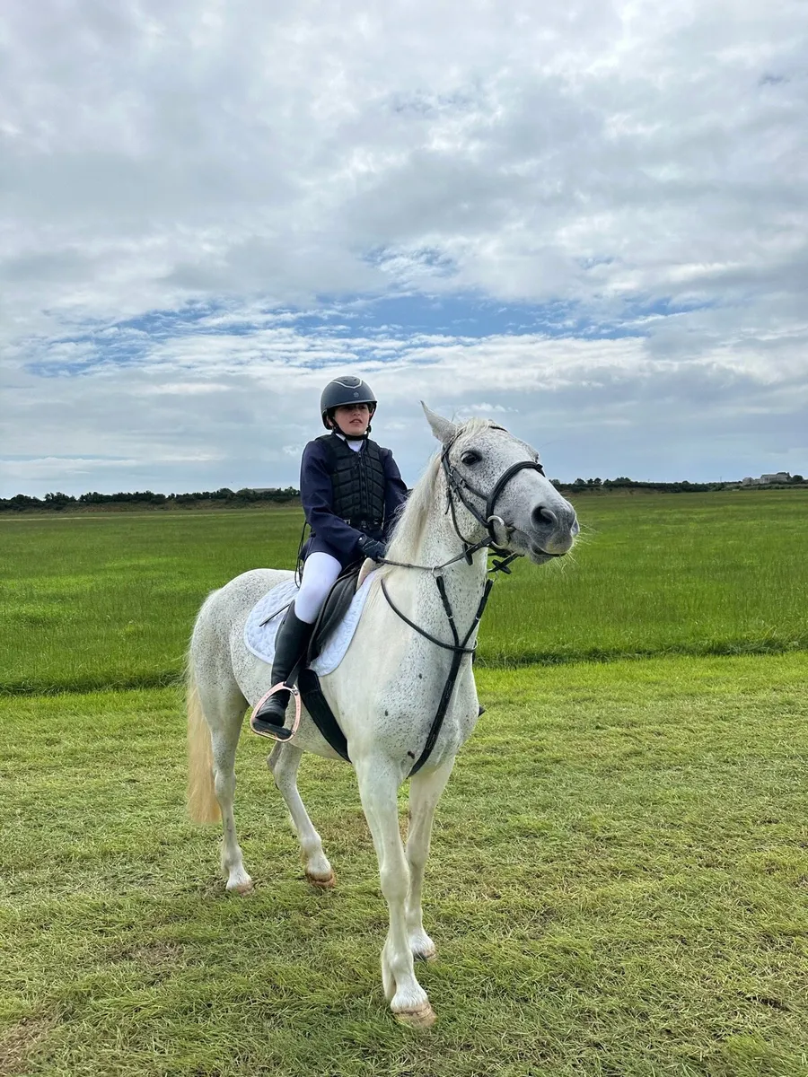 Pony - Image 1