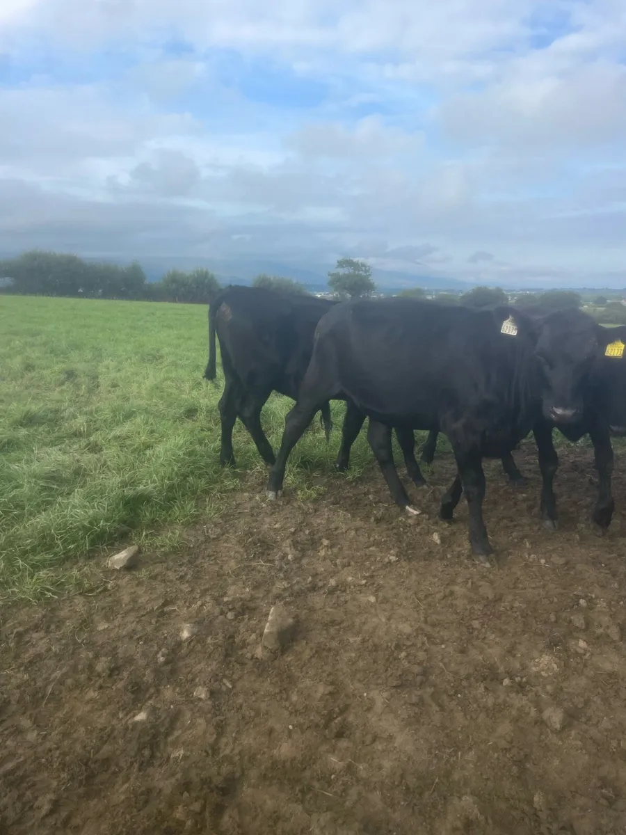 Angus store cattle - Image 2