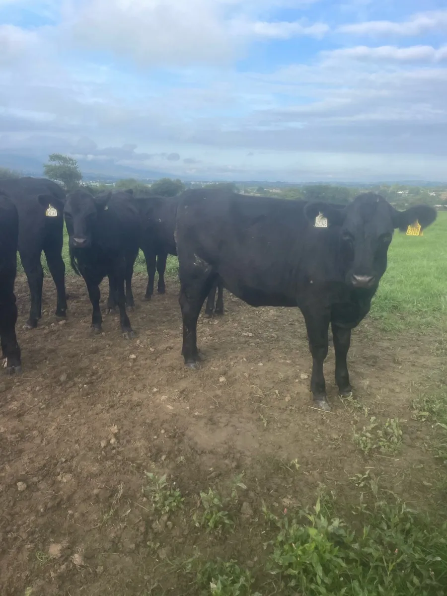 Angus store cattle - Image 3