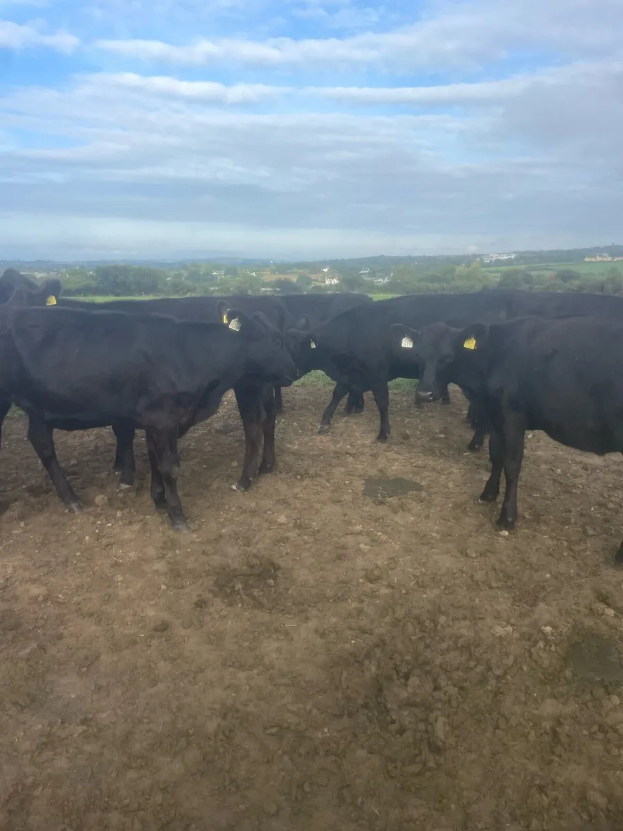 Angus store cattle - Image 4