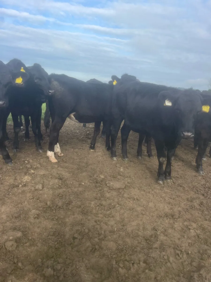 Angus store cattle - Image 1