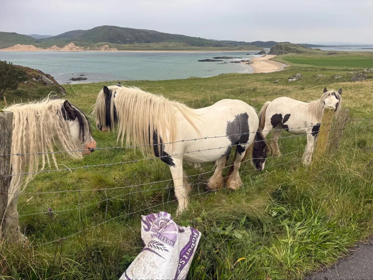 Piebald Ponies - Image 2