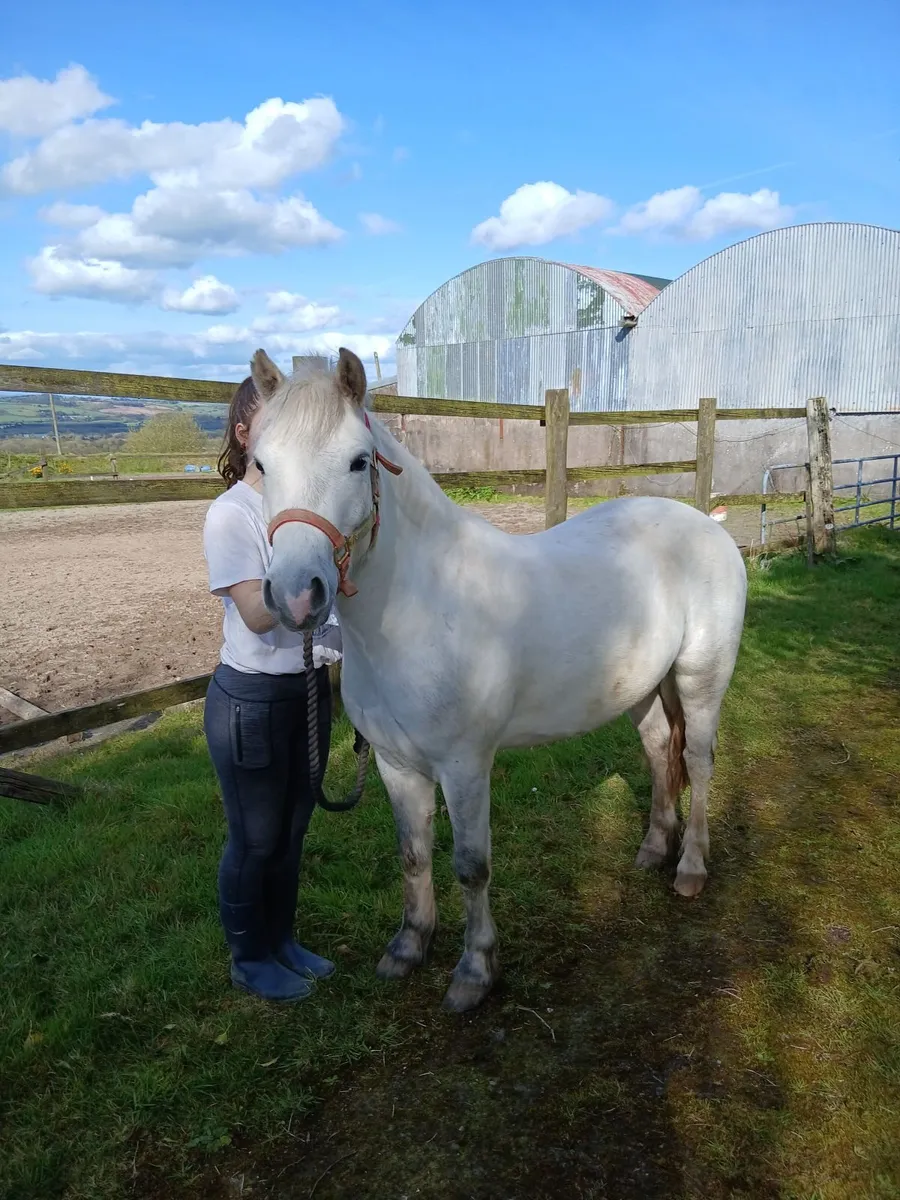 12 .2hh Pony 4 year old - Image 3
