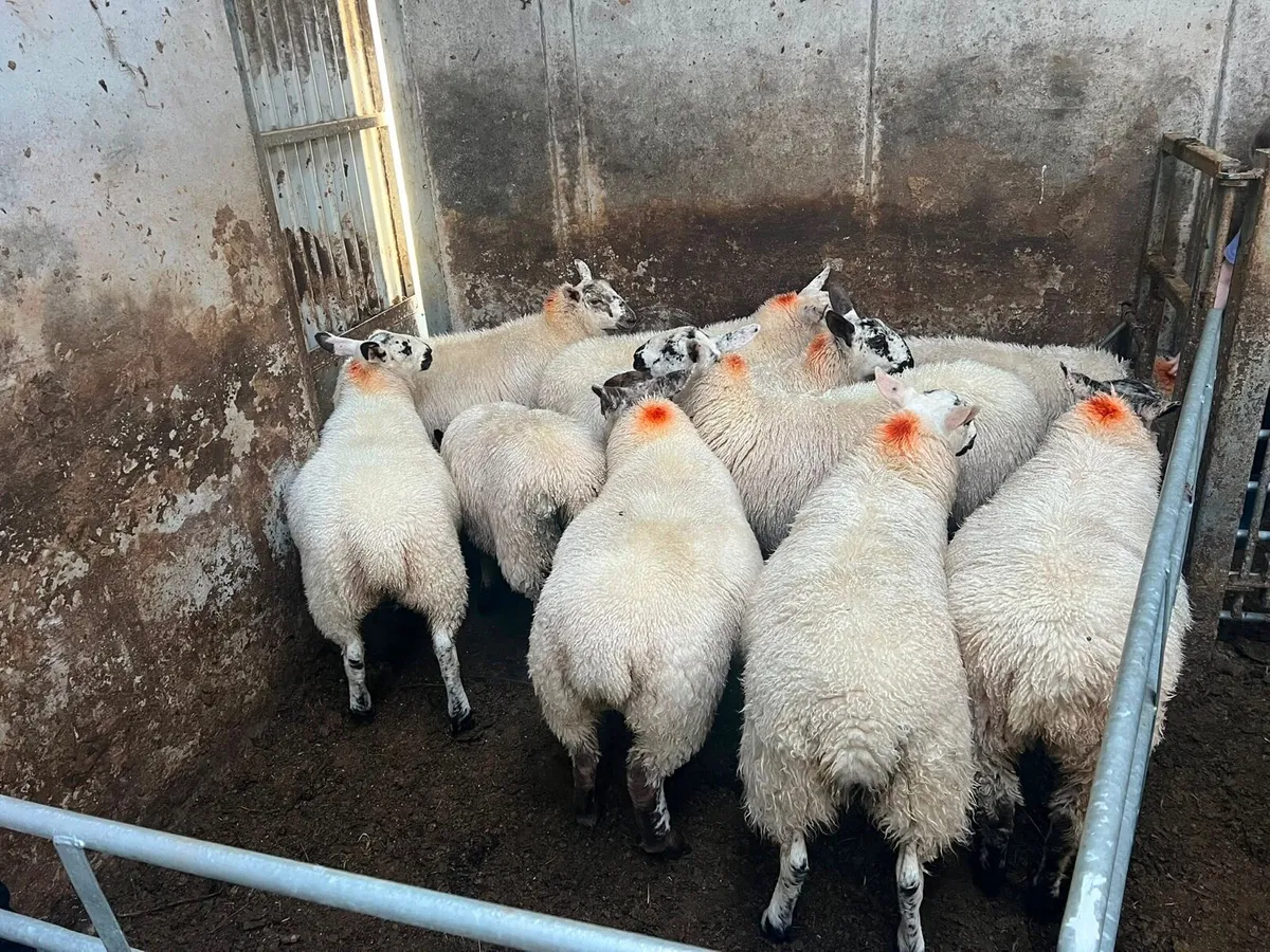 Sheep - Image 1