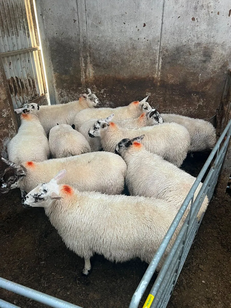 Sheep - Image 2