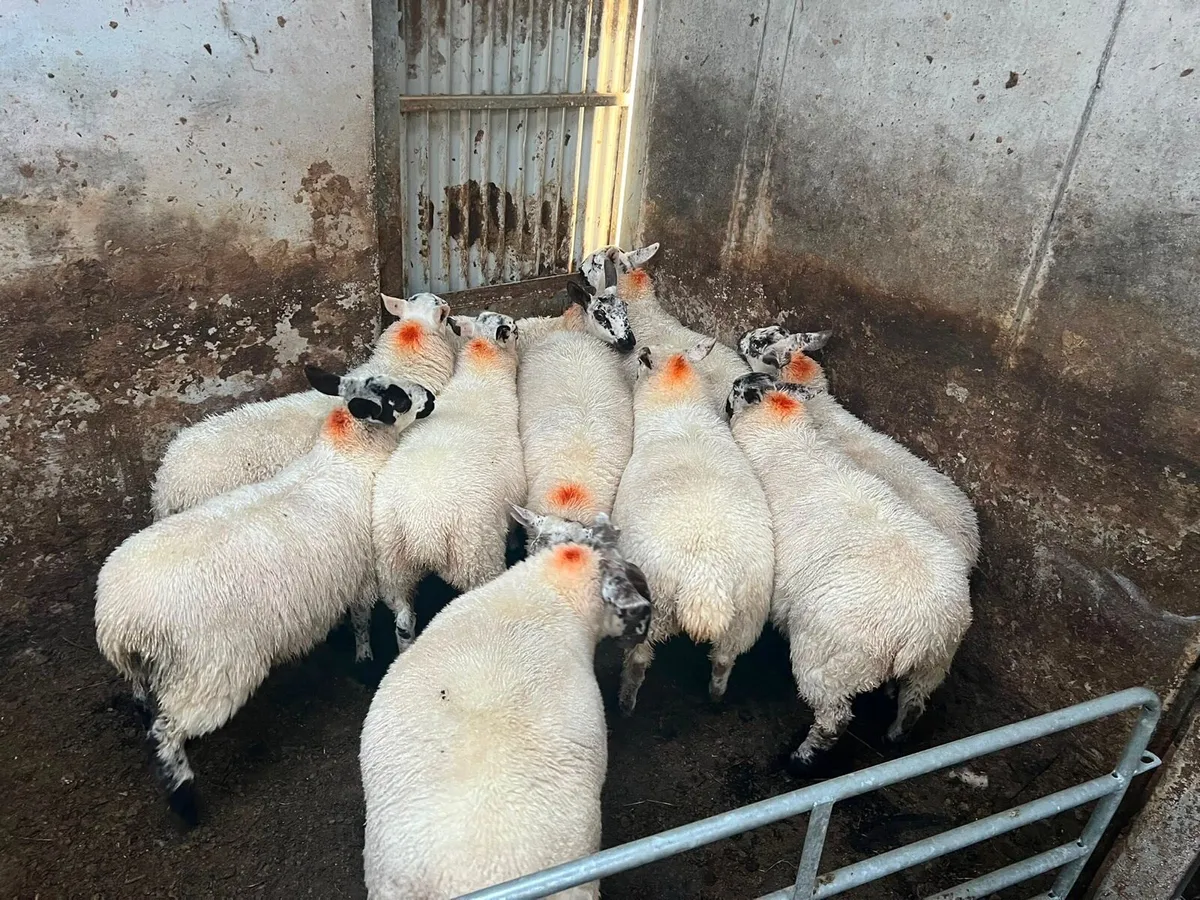 Sheep - Image 3