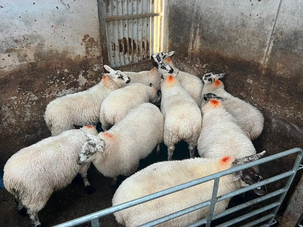 Sheep - Image 4