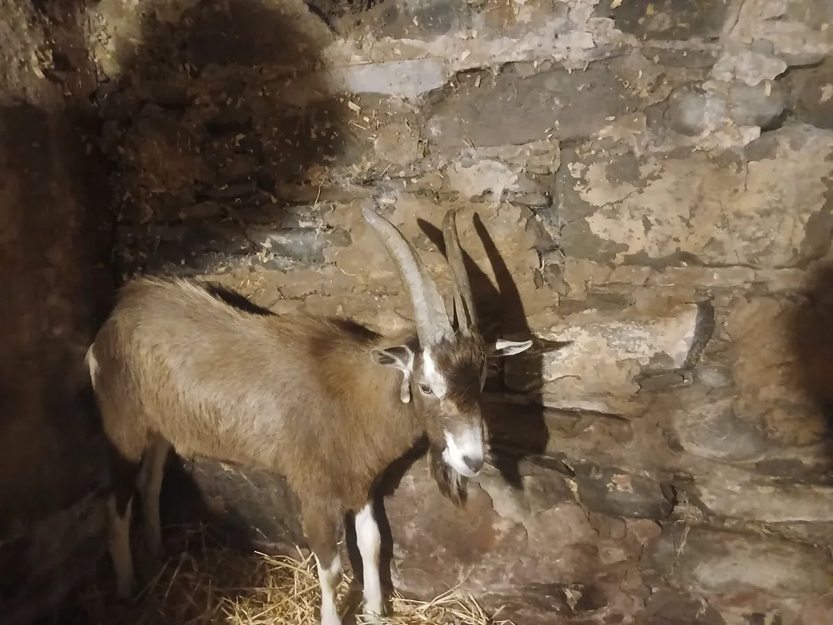 Buck Goat - Image 1