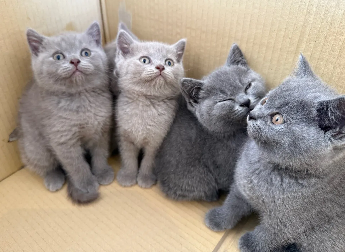 British shorthair kittens - Image 1