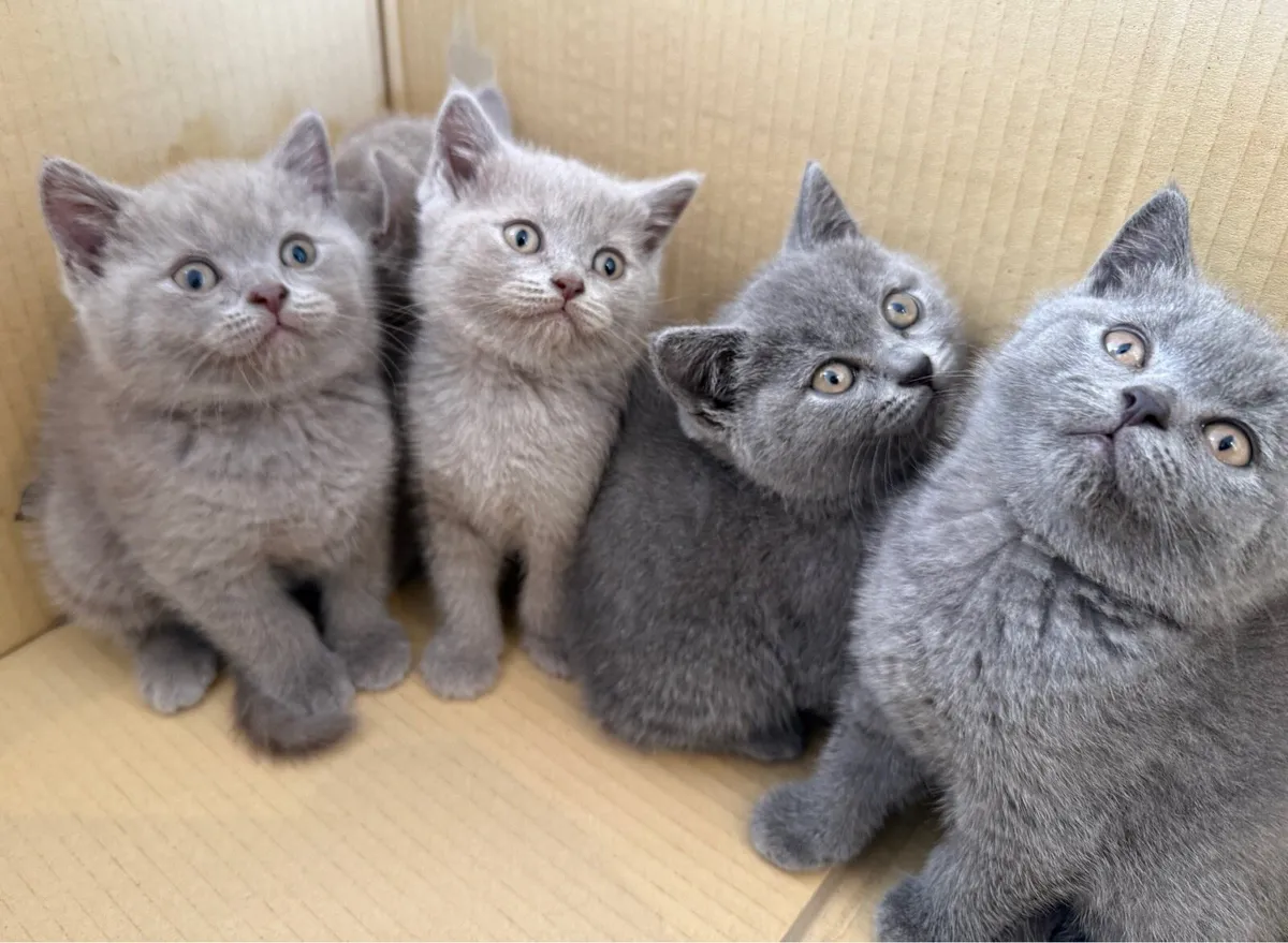 British shorthair kittens - Image 2