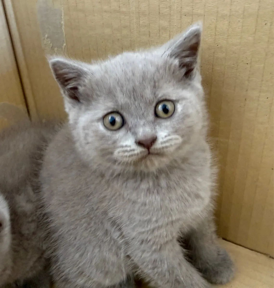 British shorthair kittens - Image 3