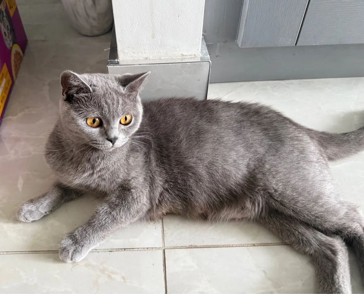 British shorthair kittens - Image 4
