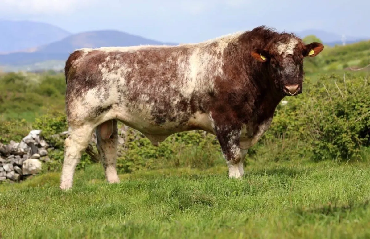 Pbr Beef shorthorn bull - Image 2